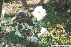 dsc05781